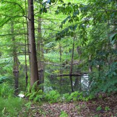 Der Tertiärwald im August