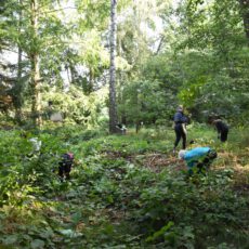 Knöterich-Projekttag im Tertiärwald