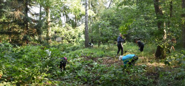 Knöterich-Projekttag im Tertiärwald